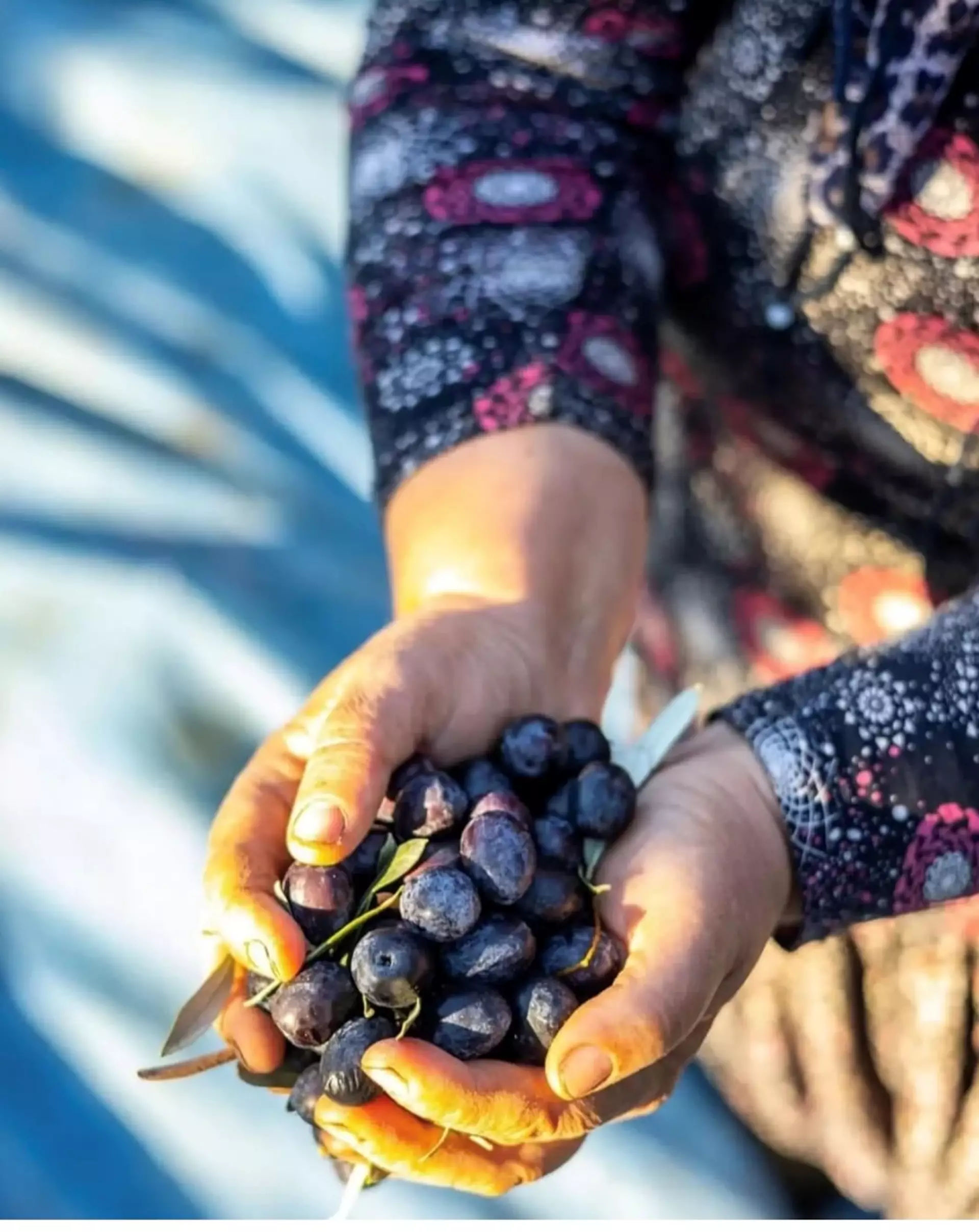 Sofralık Siyah Zeytin Üretimi